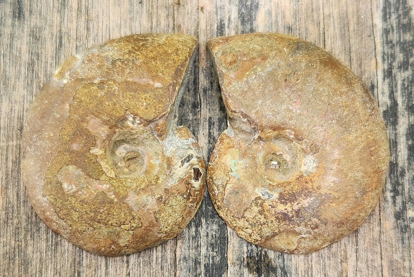 Ammonite fossil from Morocco displaying shell side out, FO120