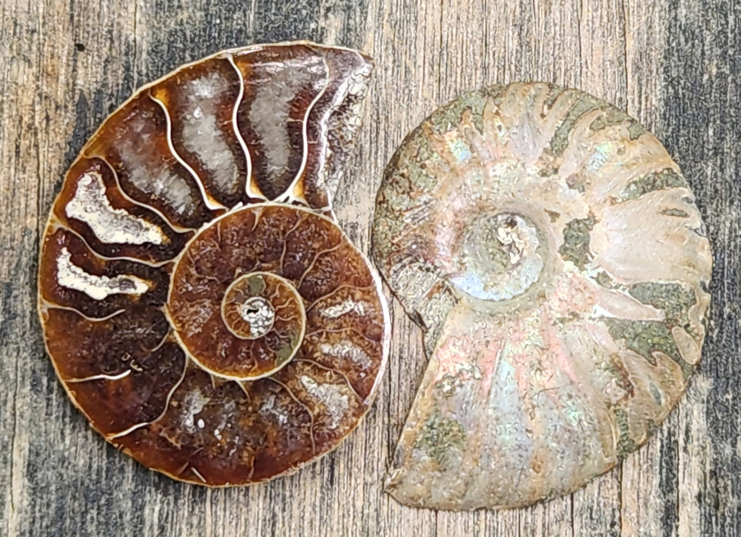 Spiral ammonite fossil showing reflective color and smooth polished surface, FO127