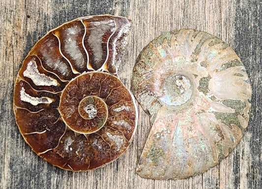 Spiral ammonite fossil showing reflective color and smooth polished surface, FO127