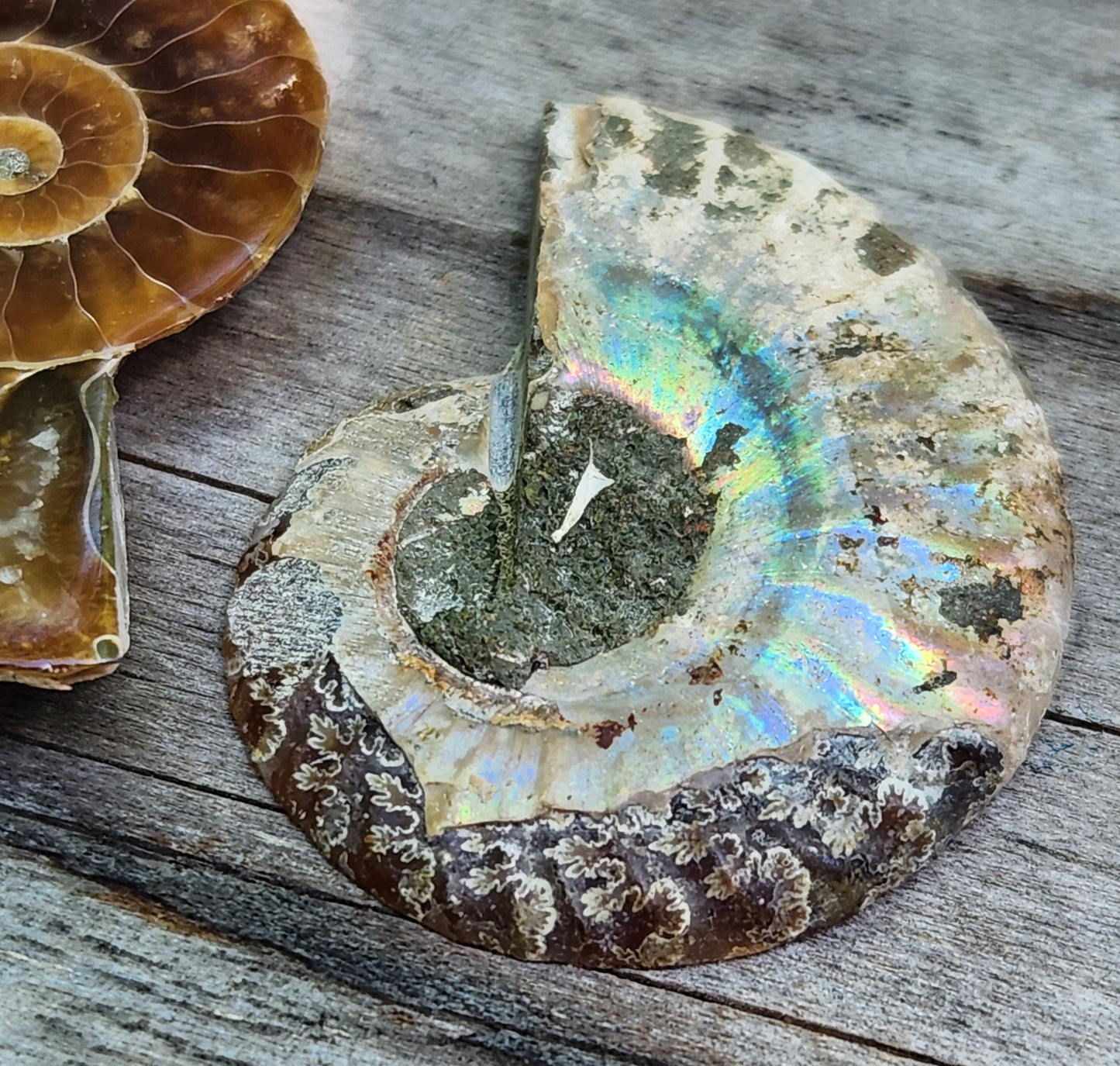 Fossilized ammonite from Morocco with smooth polish and rainbow flash in the shell, FO115