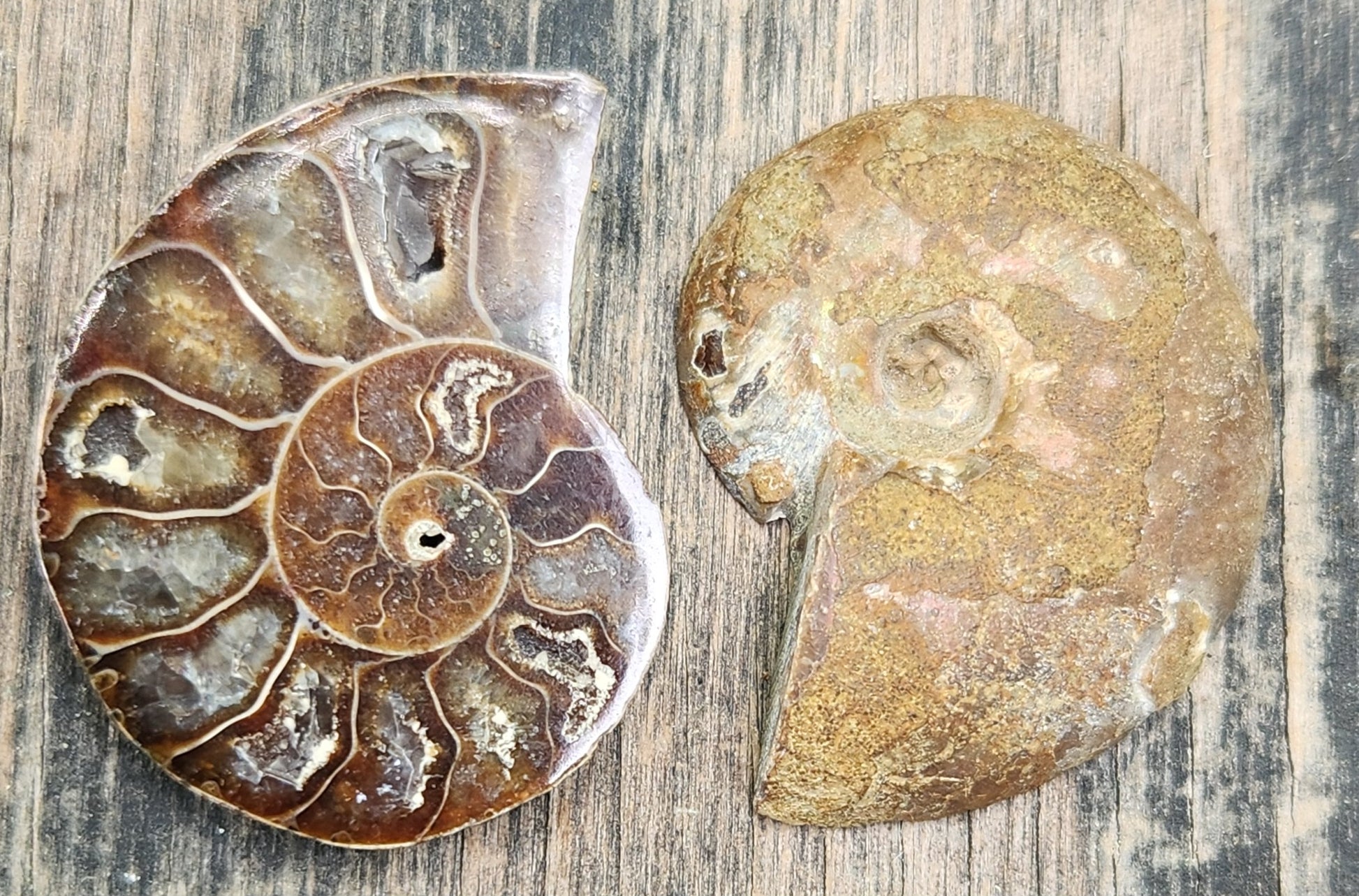 Fossilized ammonite from Morocco with smooth polish, FO120