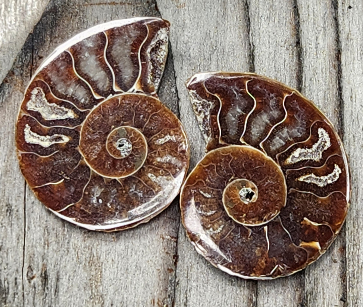Fossilized ammonite from Morocco with smooth polish, FO127
