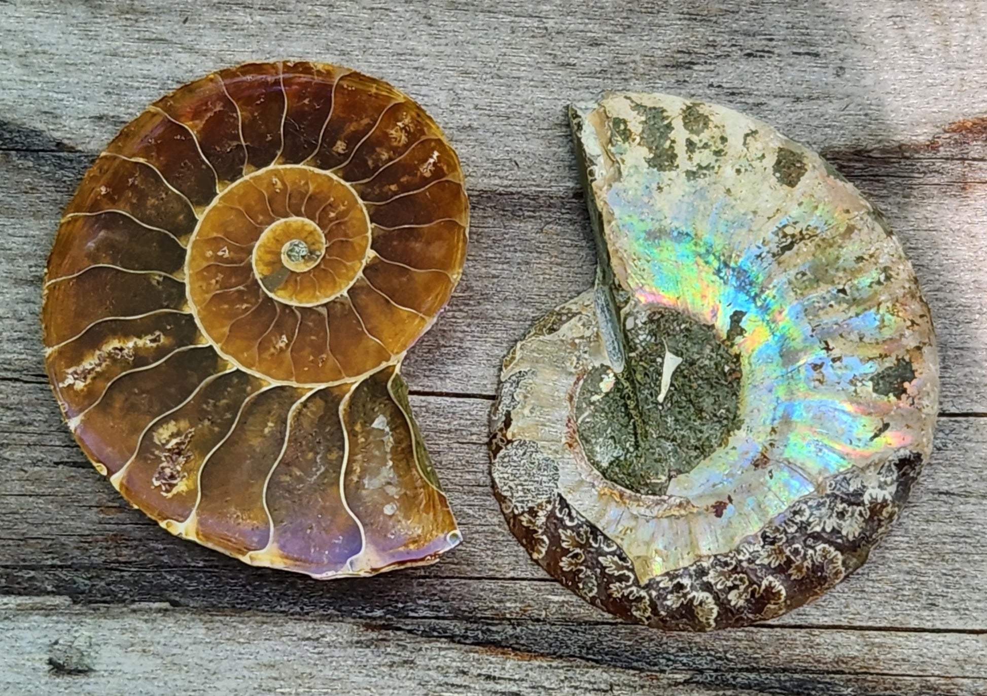 Polished fossil ammonite from Morocco showing colorful reflective shell patterns, FO115