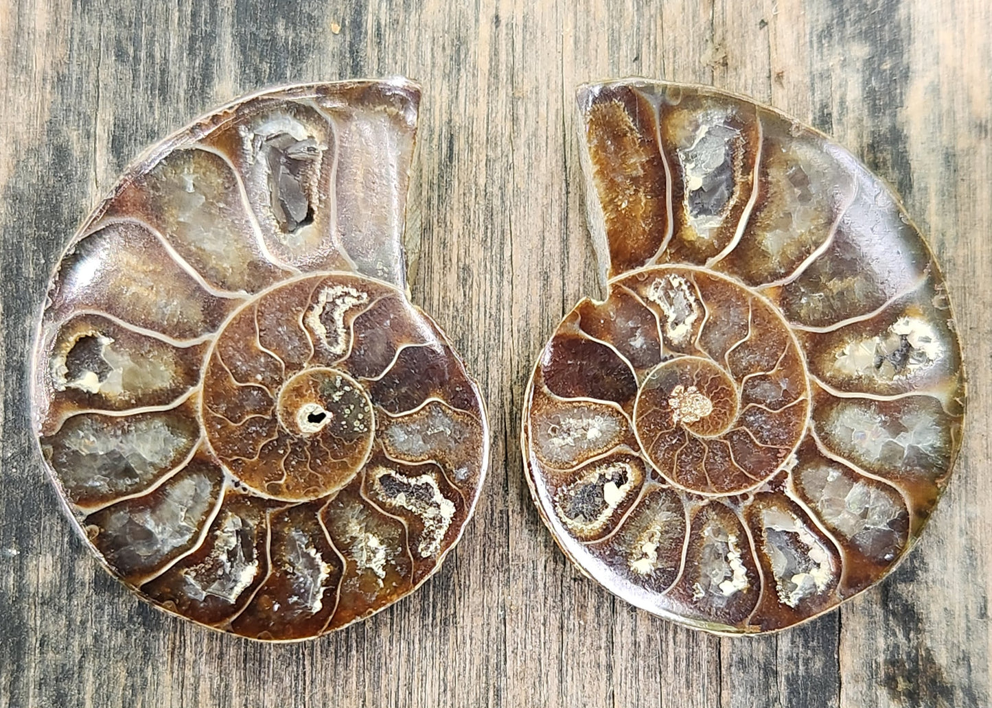 Polished Moroccan ammonite fossil showing a classic spirals, FO120