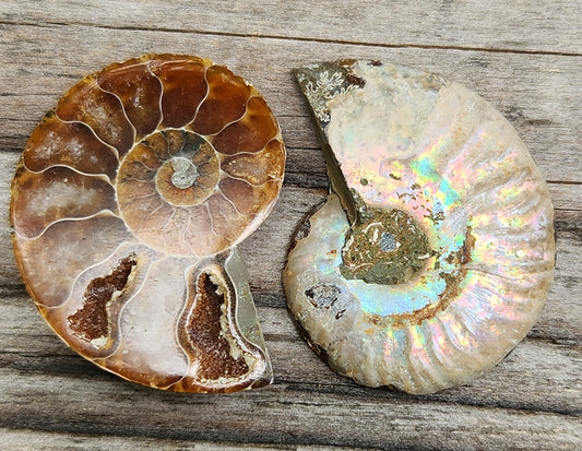 Fossilized ammonite from Morocco with smooth polish and rainbow flash in the shell, FO117