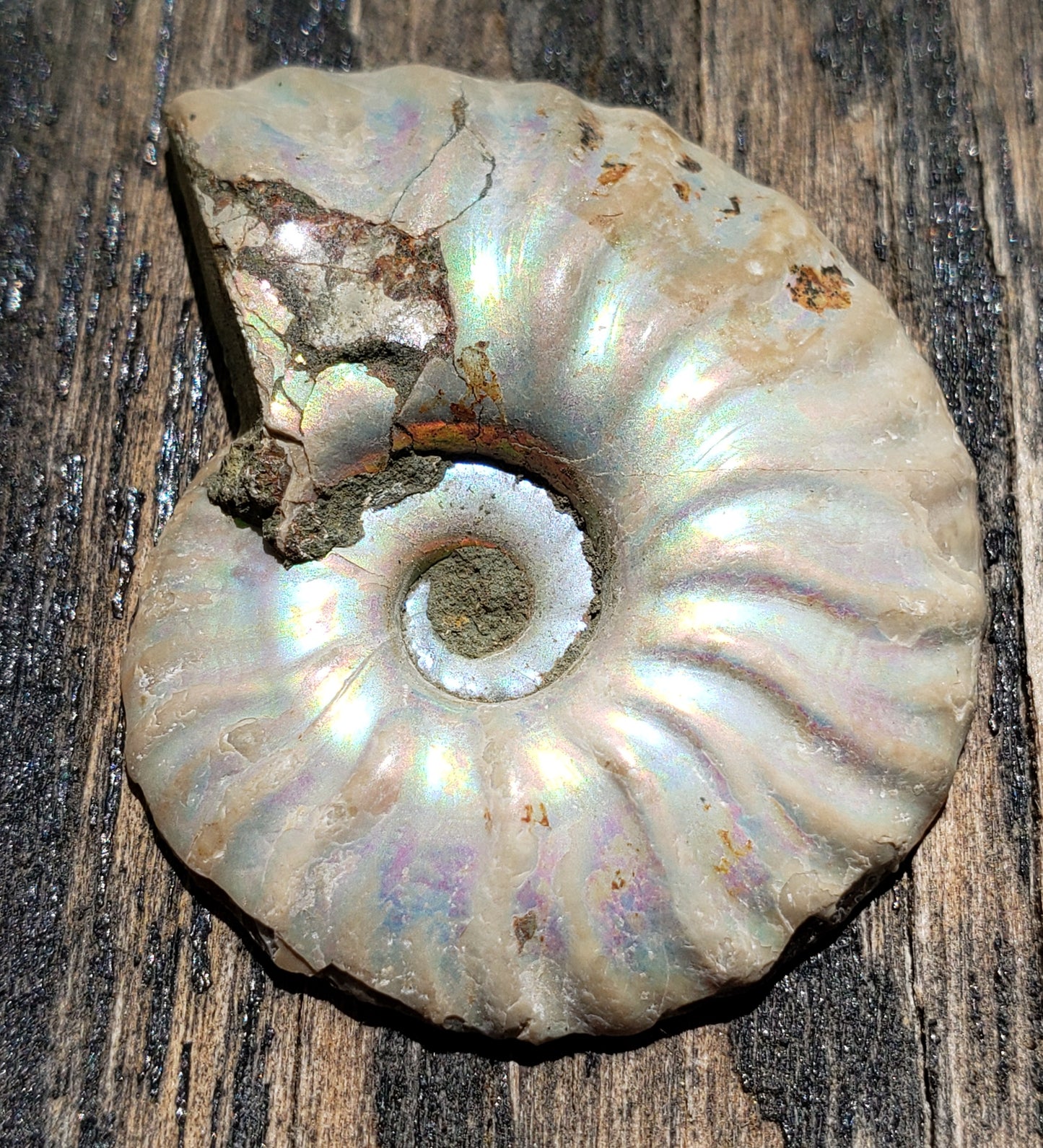 Iridescent Moroccan ammonite fossil featuring a well-defined spiral shell formation, FO112