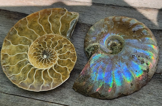 Polished Moroccan ammonite fossil showing a classic spiral shell with natural iridescent color, FO113