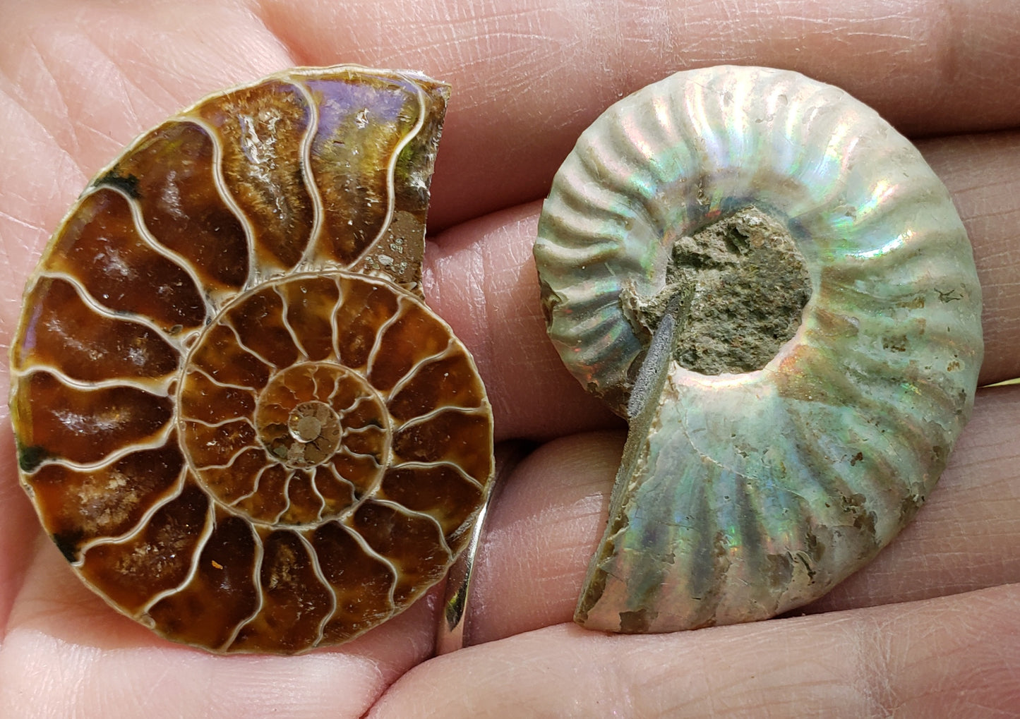 Polished ammonite fossil from Morocco with reflective color and natural shell detail, FO114