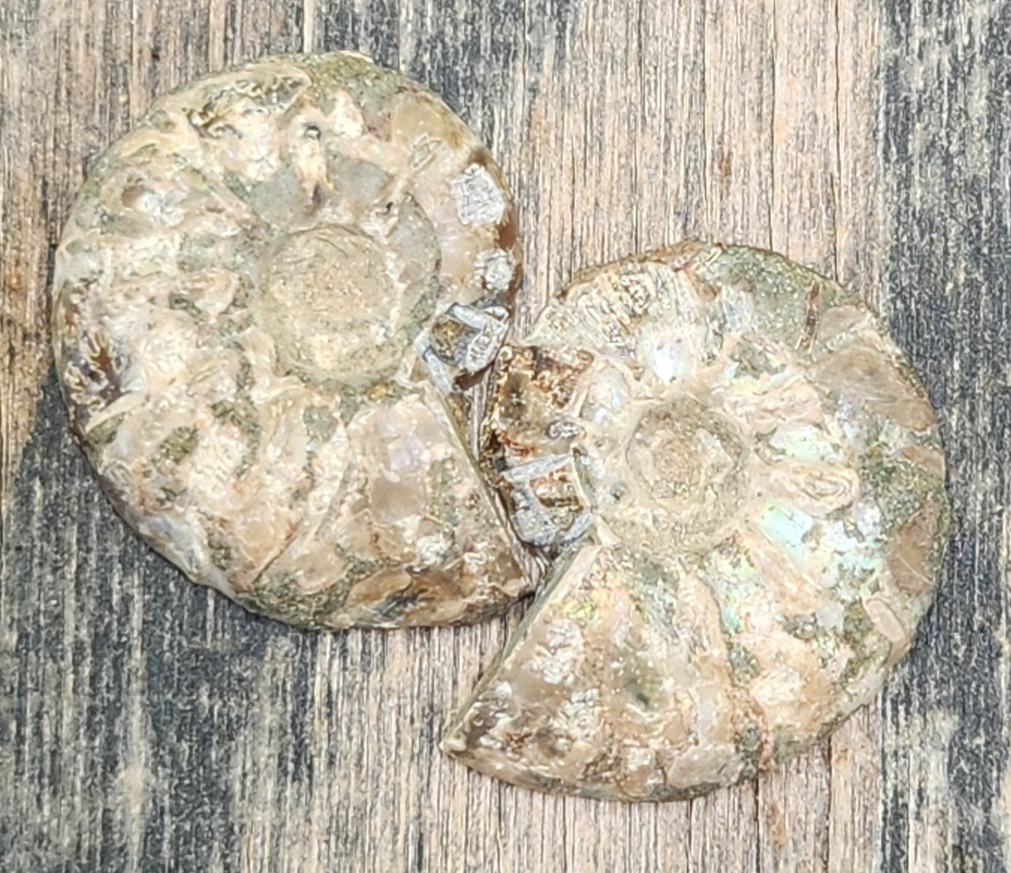 Moroccan ammonite fossil showing shell side, FO125