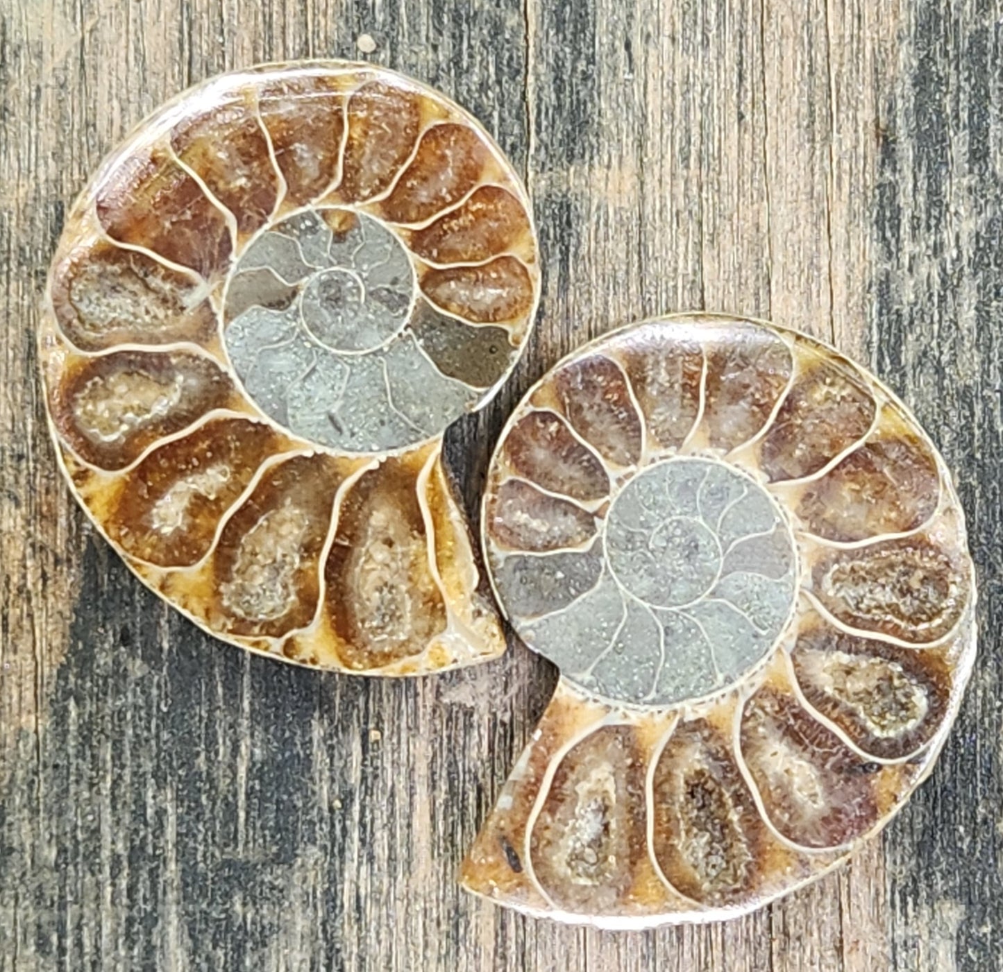 Pair of polished ammonite fossil chambers showing natural pyrite mineralization, FO126