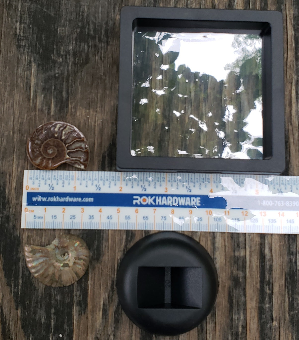 Polished Moroccan ammonite fossil and protective case with stand and ruler for reference, FO127