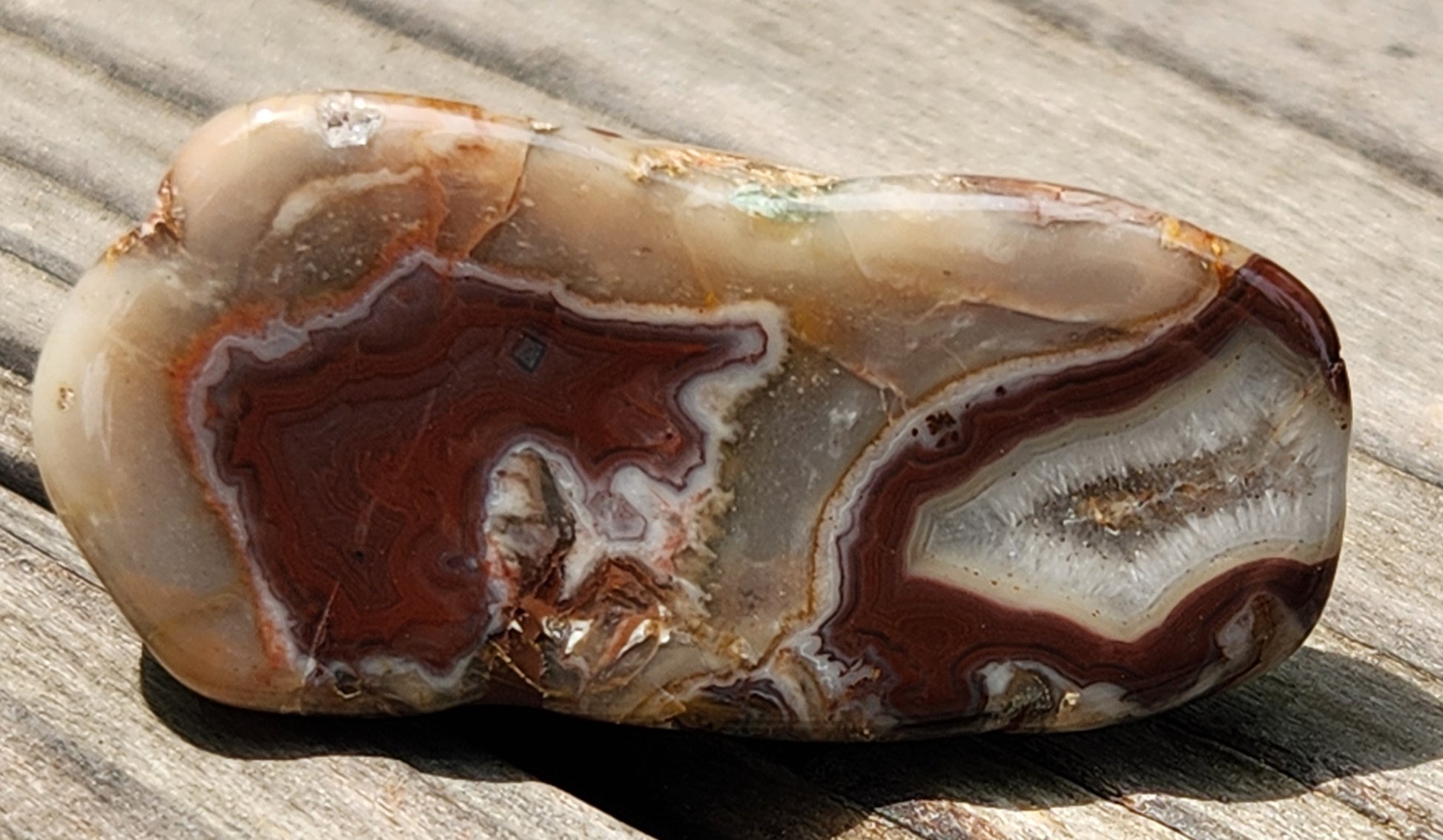 Polished Mexican Agate featuring high contrast white fortification TA266